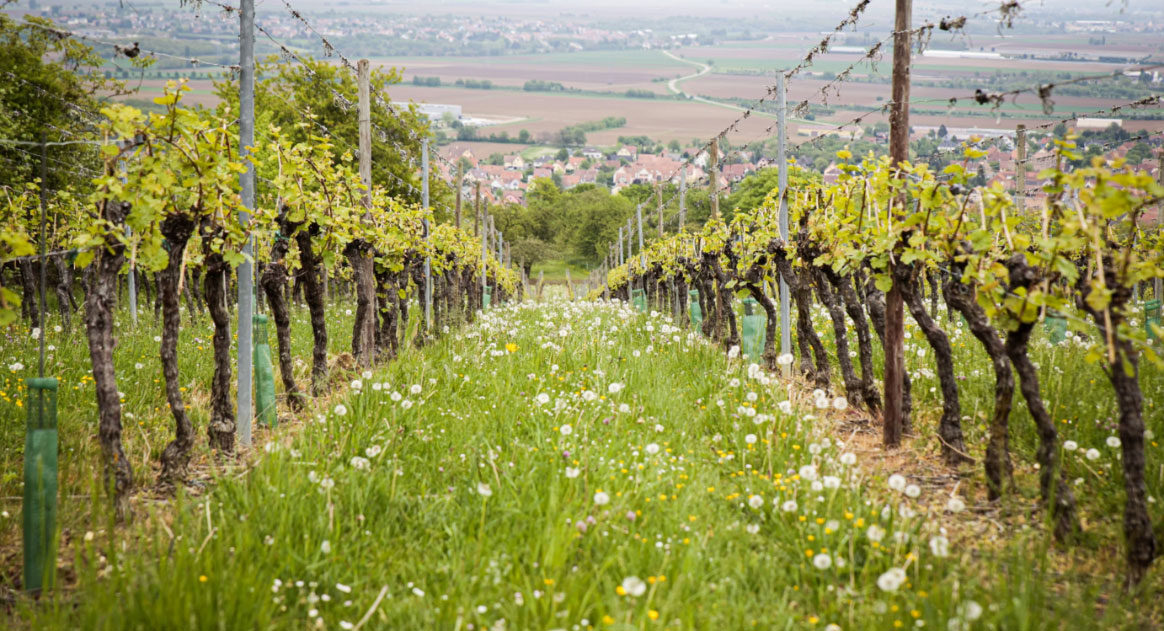 Vignes de Bourgogne, France